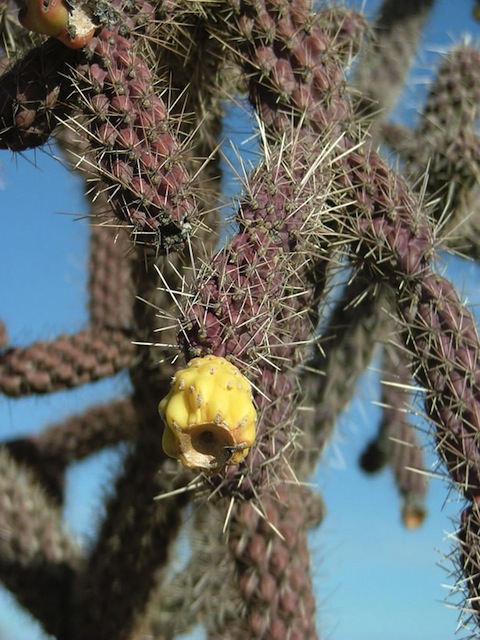 Tortolita Mountains Cactus